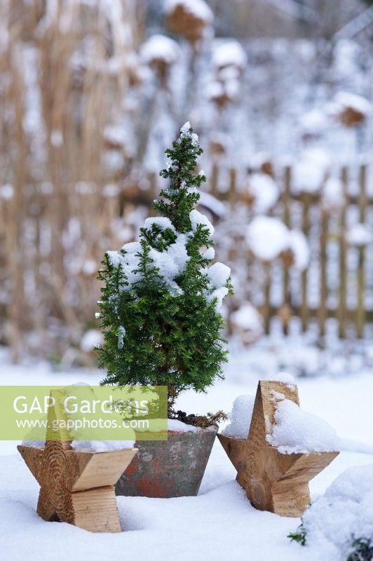 Table arrangement of Picea glauca 'Conica' in a ceramic pot  surrounded by snow and  wooden stars with view into the snow covered garden