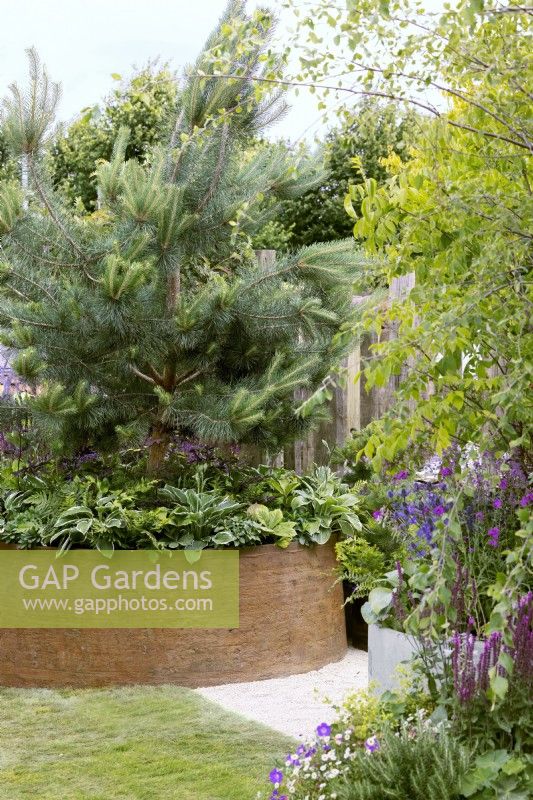 Contemporary container of rusted metal with Pinus underplanted with shade-loving perennials, spring May
