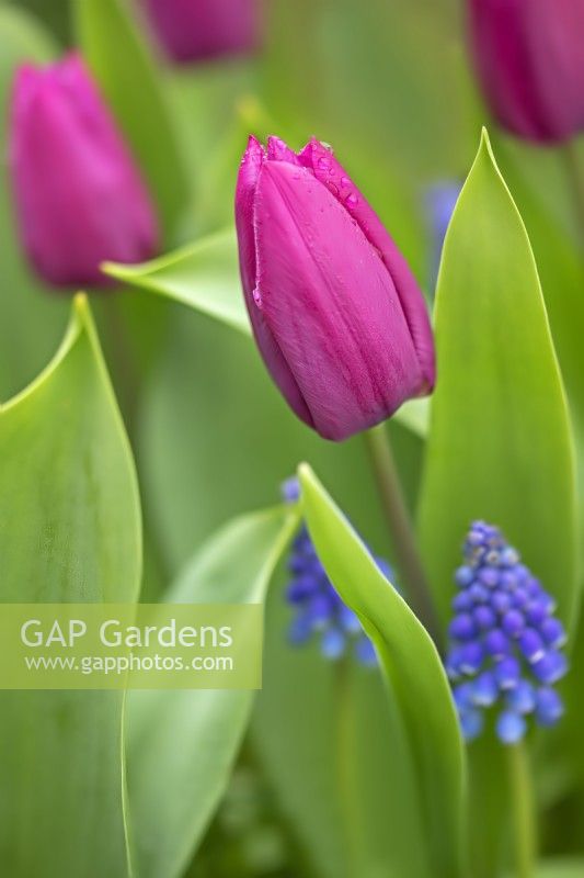 Tulipa 'Purple Prince' with Muscari - April