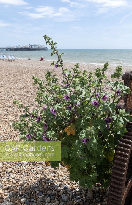 Malva arborea tree mallow growing on the shingle beach at Brighton. 