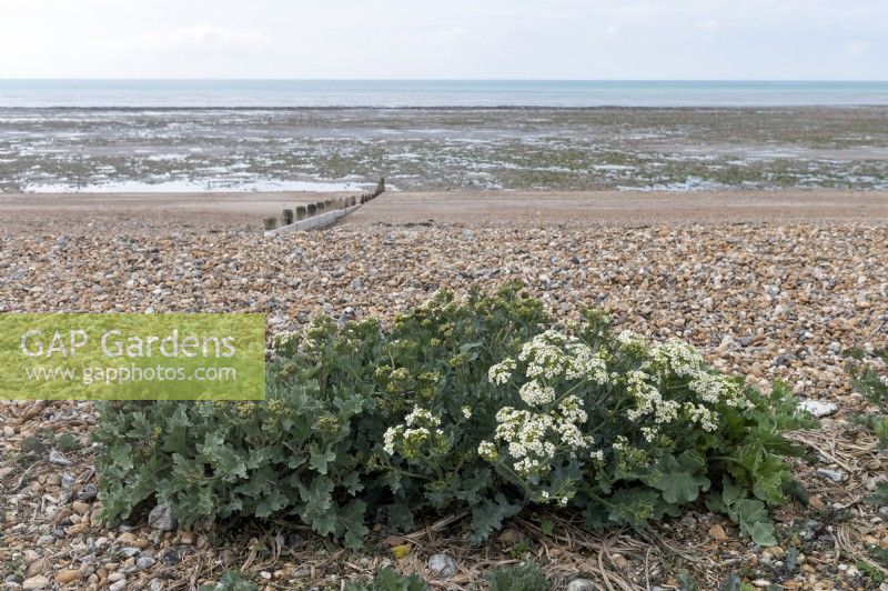 Crambe maritima Sea-kale growing on a shingle beach in Worthing. 