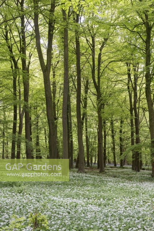 A wooded glade with a carpet of Allium ursinum wild garlic under a canopy of fagus beech trees. Stoughton East Sussex 