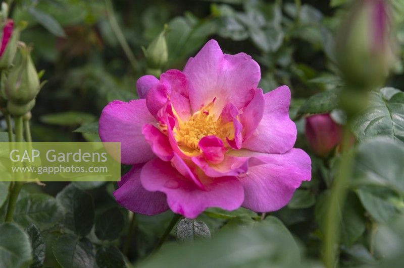 Rosa 'The Herbalist' English shrub rose