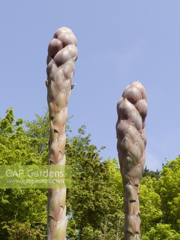 Agave montana flower heads in spring