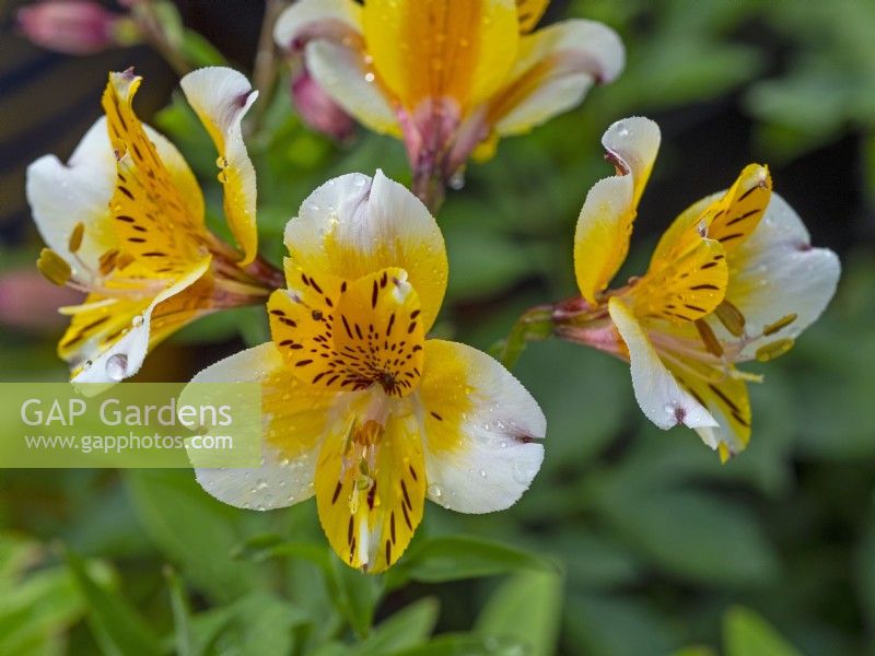 Alstroemeria Hatch hybrid  May Spring