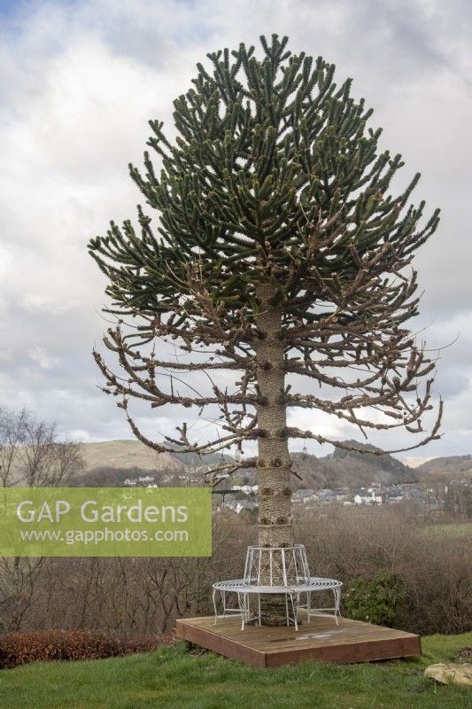 Stressed Araucaria araucana syn. monkey puzzle, Chilean pine,  central Wales. 

Tree displayed signs of stress after surrounding shrubs were removed and a trees seat was built around the trunk. A male tree, it last fruited in 2019.