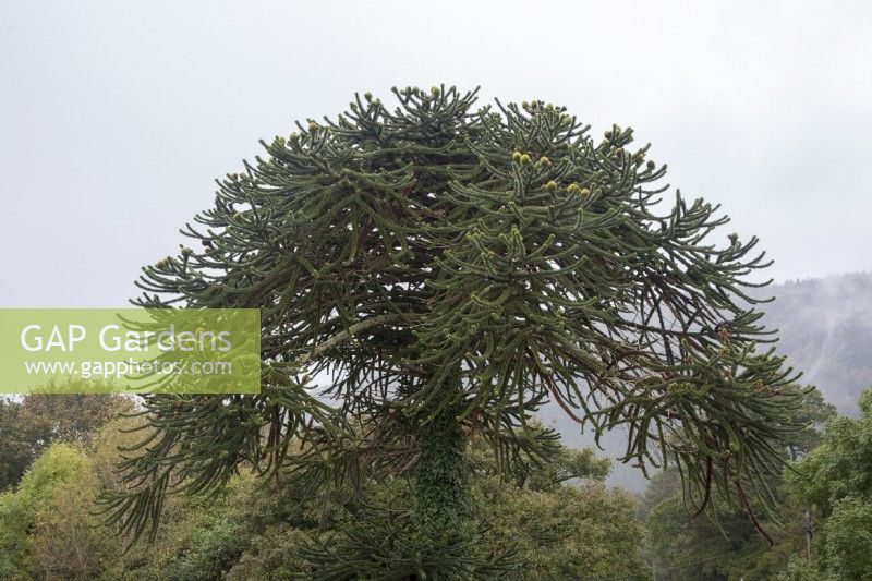 Canopy of monoecious, fruiting Araucaria araucana syn. monkey puzzle. The tree has both male and female fruits on it. 

Only c.1% of the species is monoecious, bearing both female and male seed-cones.