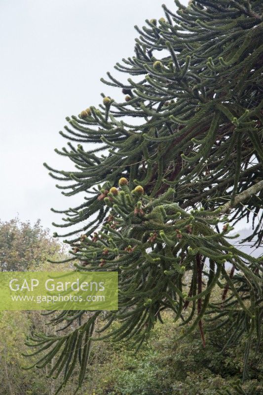Canopy of monoecious, fruiting Araucaria araucana syn. monkey puzzle. The tree has both male and female seed-cones. 

Only c.1% of the species is monoecious, bearing both female and male fruits as shown here.