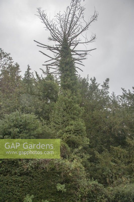 A dead Araucaria araucana syn. monkey-puzzle, Chilean pine.  probably a Victorian tree it died in the early 21st century. A tall and healthy 'sprout' or seedling is growing close by its trunk, over 10m estimated height in 2022.