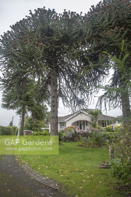 Three Araucaria araucana syn. monkey puzzle, Chilean pine in private garden in Conwy.  

There are two male trees and one female tree, the survivors of four originally planted in 1906.