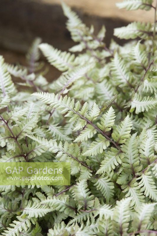 Athyrium niponicum var. Pictum -  Japanese painted fern foliage