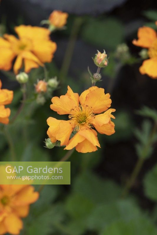 Geum 'Fireball' - Avens