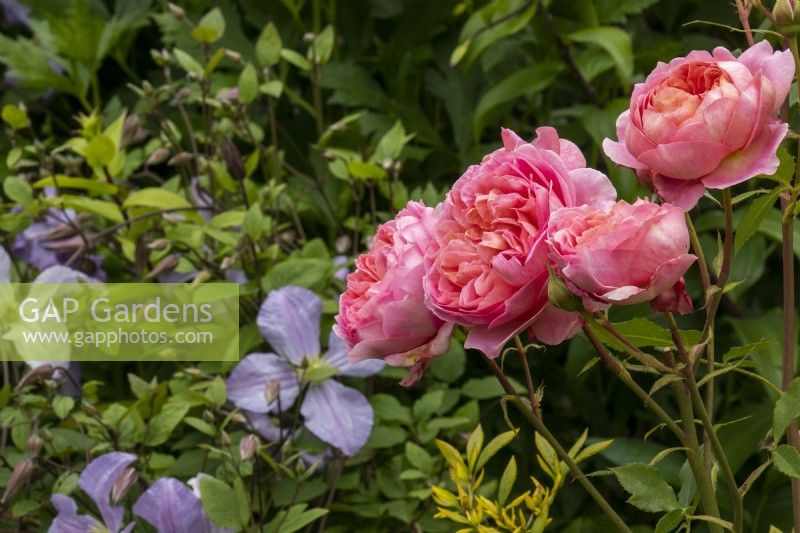 Rosa 'Boscobel' with lilac clematis in background.