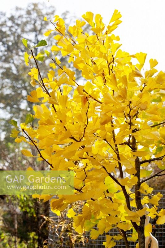 Ginkgo biloba in the autumn, autunm October