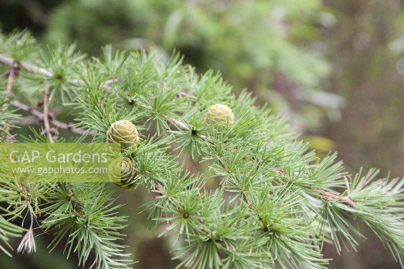 Deciduous, ornamental conifer, Larix kaempferi syn. Japanese Larix. Female cones. Hardy tree. Plant portraits.