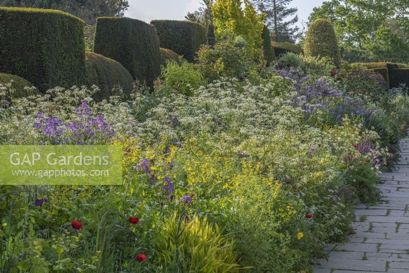 View of a mixed border in an informal country cottage garden in Summer - May