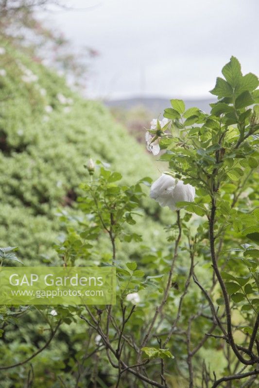 Scented Rosa rugosa 'Alba' sheltered by banks of Hebe syn. veronica and Escallonia.

Island garden at 60 degrees North in the Shetland Isles. August. Summer.