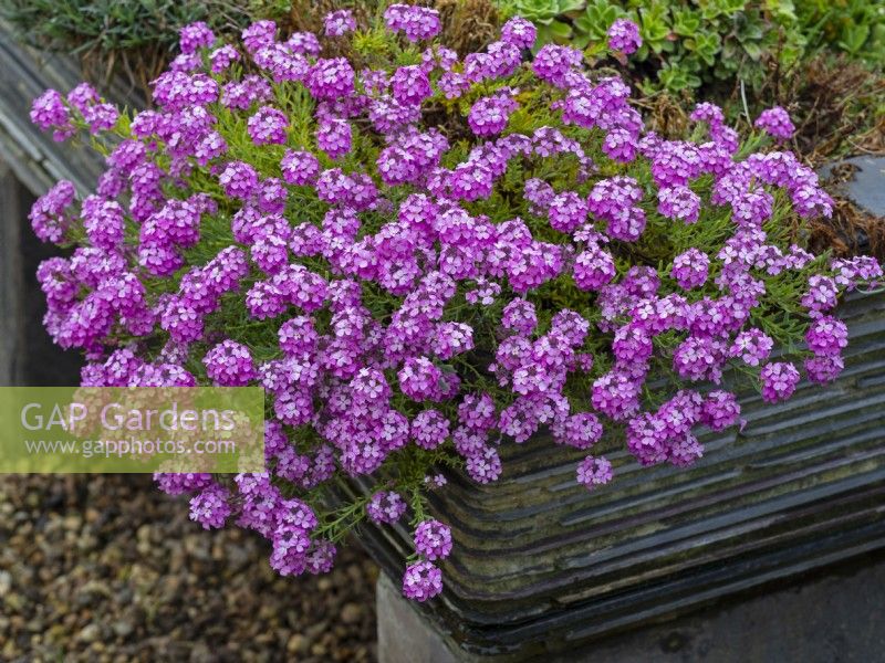 Aethionema 'Warley rose' Stone cress  Spring May