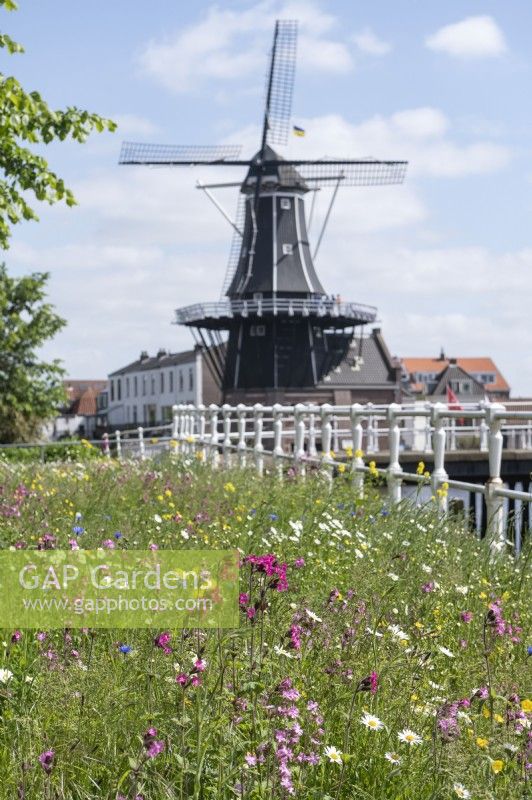 Haarlem The Netherlands. 
Corner of the roadway and canal left fallow and sown with wild flowers to encourage the bio-diversity in the neighbourhood. 