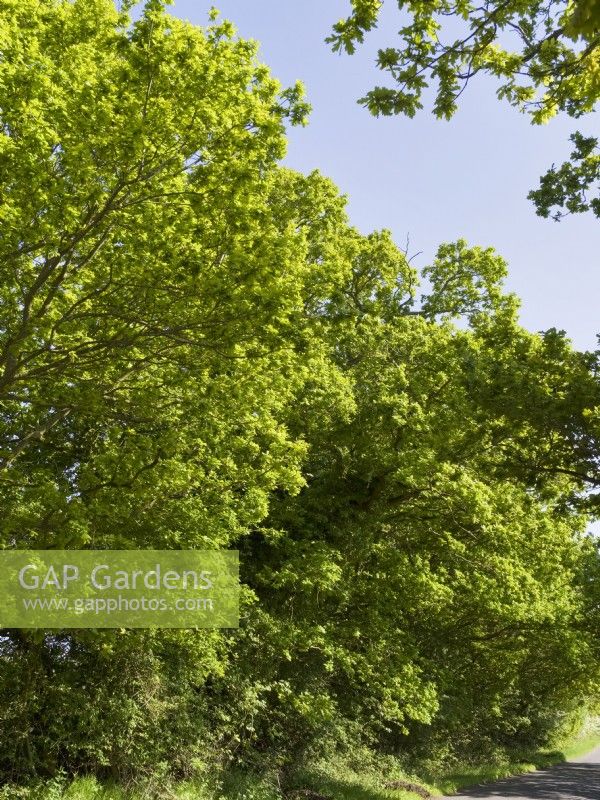 Quercus alba - Oak trees lining country road