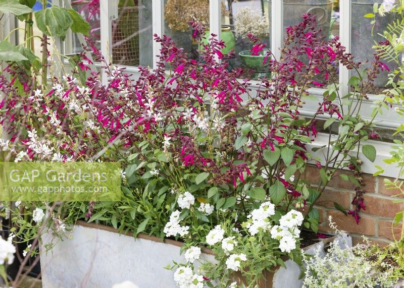 Plant container with Salvia and Gaura, summer July