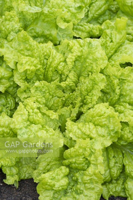 Lactuca sativa - Lettuce 'Australian Yellow'