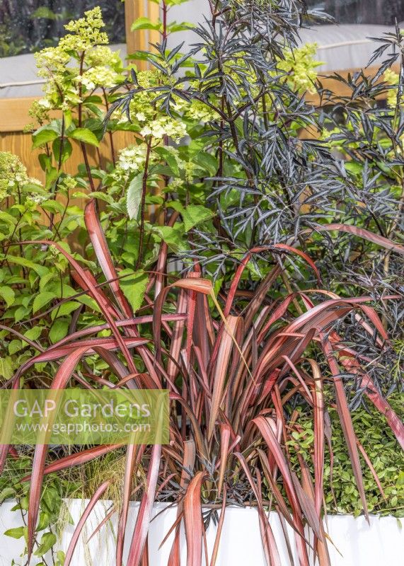 Plant container with Phormium, summer August