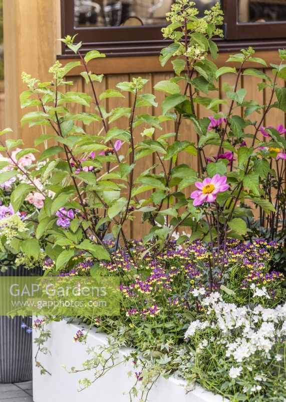 Plant container with Hydrangea, summer July