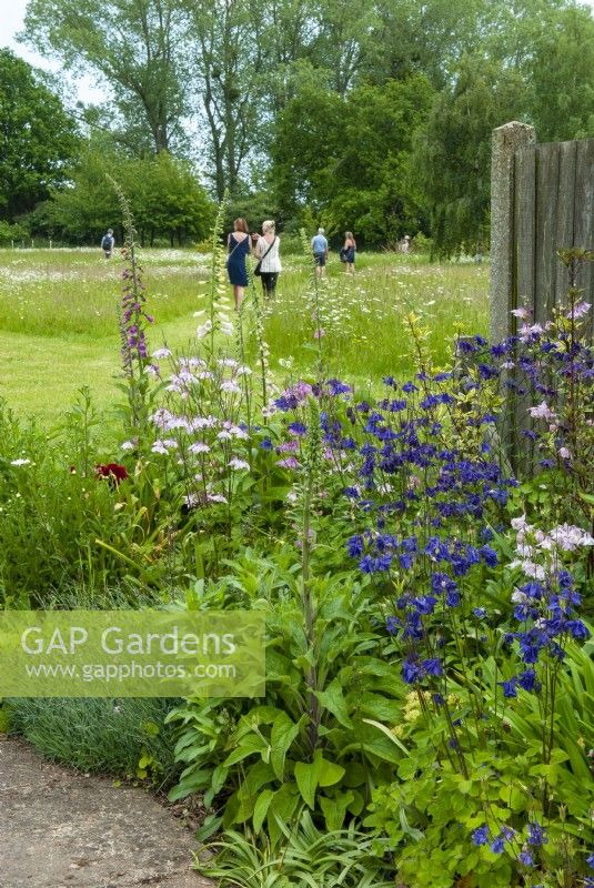 Aquilegias and Digitalis - Foxgloves - in border with garden visitors walking pathways in wildlife meadow beyond - Open Gardens Day, East Bergholt, Suffolk