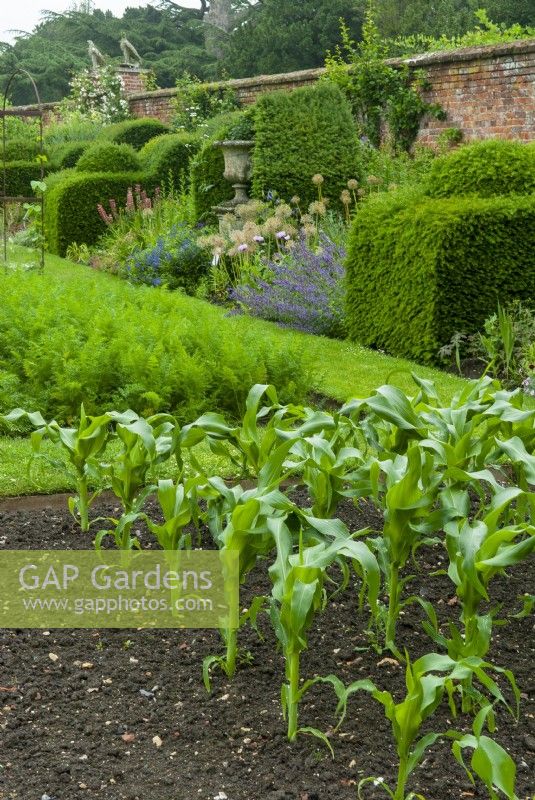 Beds of Sweetcorn and Carrots with herbaceous planting in bays opposite - The Walled Garden, Helmingham Hall, Suffolk