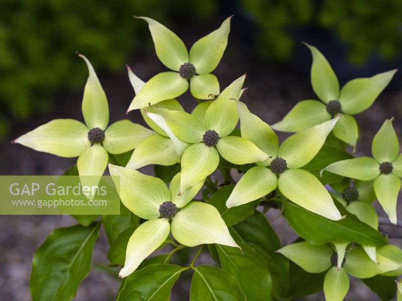 Cornus kousa  Milkyway June Summer