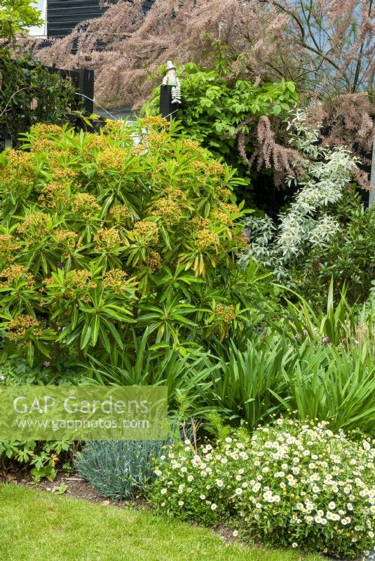 Euphorbia mellifera in border with overhanging Tamarisk and assorted perennial planting - Open Gardens Day, East Bergholt, Suffolk