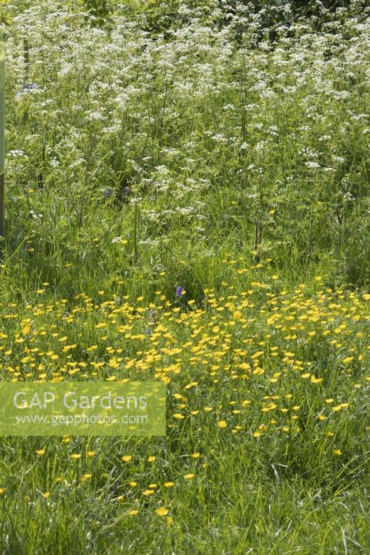 Ranunculus acris Anthriscus syvestris flowering in a wild flower meadow