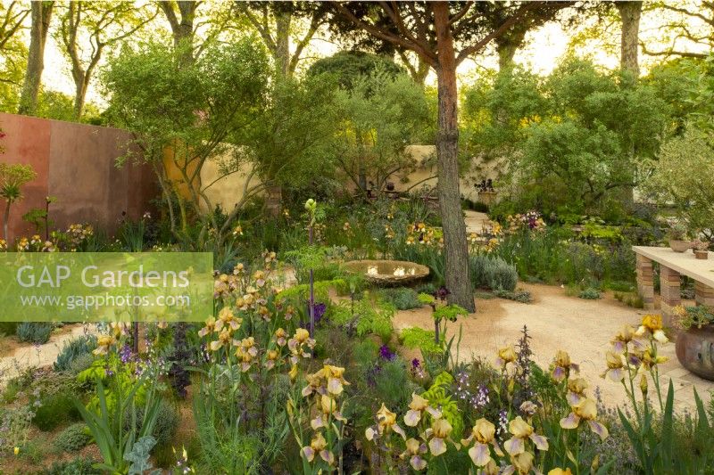 Groups of Benton Irises mixed with low level plants and trees in the Nurture Landscapes Garden, a show garden designed by Sarah Price at the RHS Chelsea Flower Show 2023