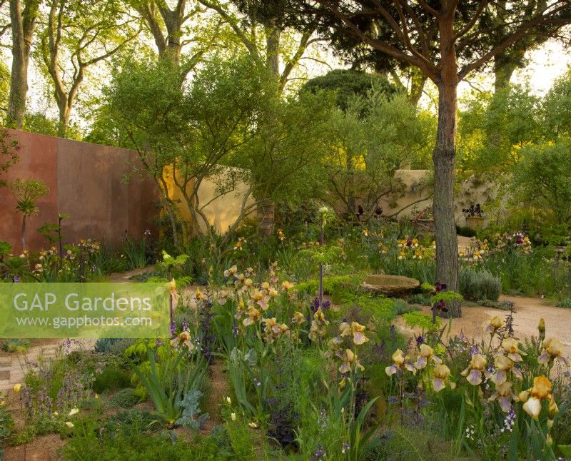 Groups of Benton Irises scattered around the Nurture Landscapes Garden, a show garden designed by Sarah Price at the RHS Chelsea Flower Show 2023