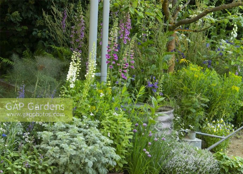 A border of Digitalis purpurea, Delphinium and Salvia in the Savills Garden at the RHS Chelsea Flower Show 2023.