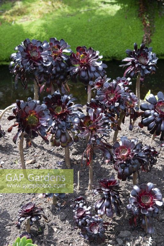 Aeonium arboreum 'Atropurpureum'