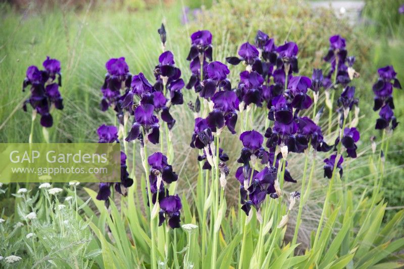 Spring bed with Iris 'Sable'