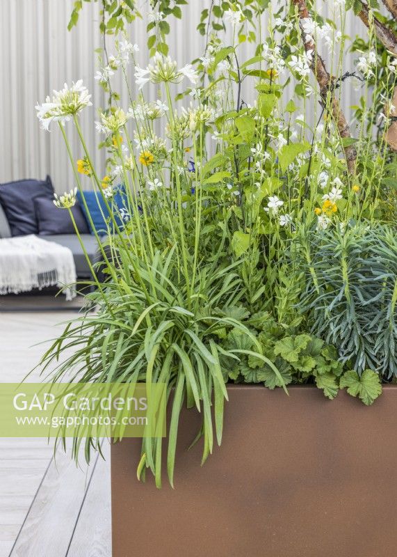 Rooftop garden with plant container, summer June