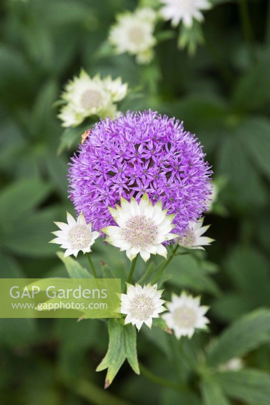Allium hollandicum 'Purple Sensation' and Astrantia Buckland -  Ornamental onion and Masterwort
