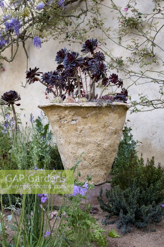 Aeonium schwarzkopf growing in a handmade planter. The Nurture Landscapes Garden - Gold winner/Chelsea 2023. Designer: Sarah Price