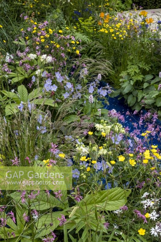 Wild flower garden with: Bistorta officinalis, Lychnis flos-cuculi,Ranunculus acris and Geranium pratense. The RSPCA Garden, Designer: Martyn Wilson.