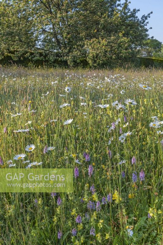 View of Leucanthemum vulgare Dactylorhiza fuchsii and other wild flowers and grasses flowering in a meadow in Summer - June