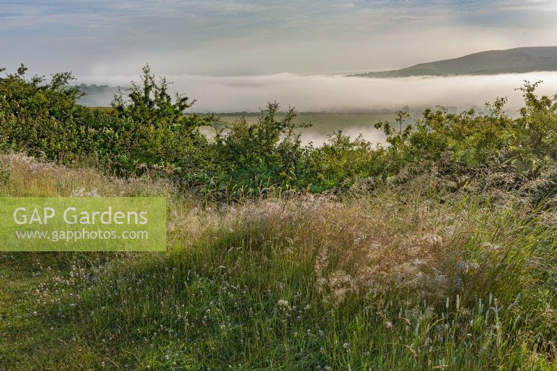 View of native wild grasses flowering in a meadow in Sussex in Summer - July