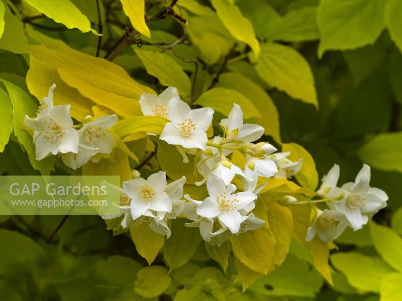 Weigela 'Candida'  June Summer