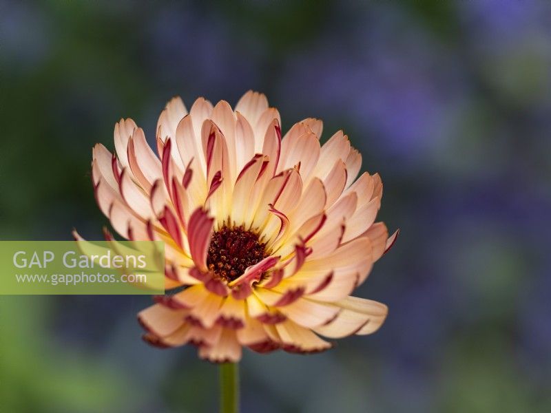 Calendula officinalis ' Sherbert Fizz' - English marigold - June