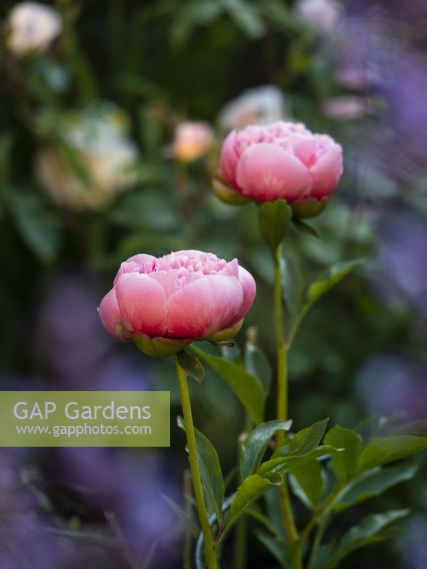 Paeonia lactiflora 'Etched Salmon' - Peony - June