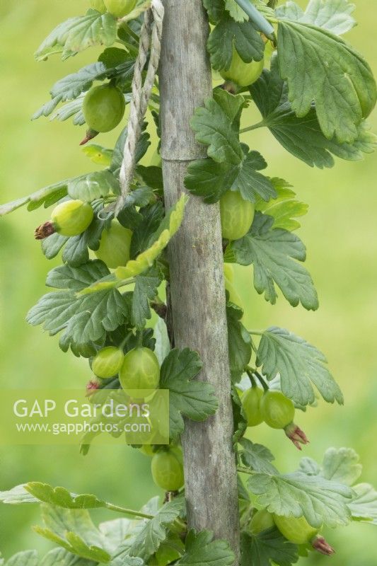 Ribes Captivator - Doornloze,rode kruisbes