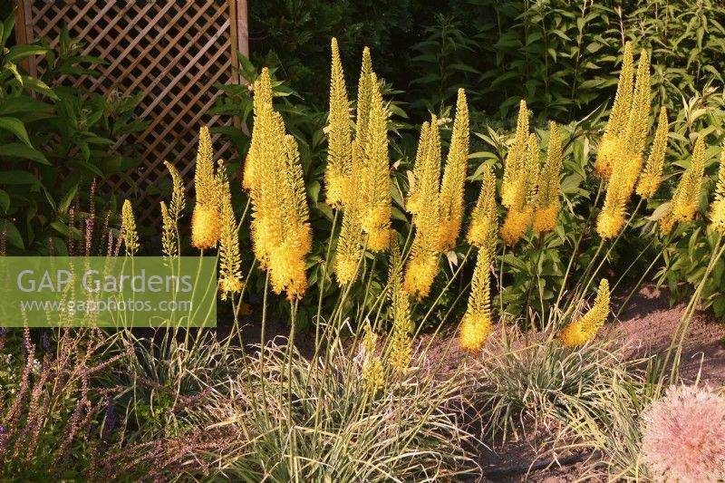 Eremurus x isabellinus 'Cleopatra'. June