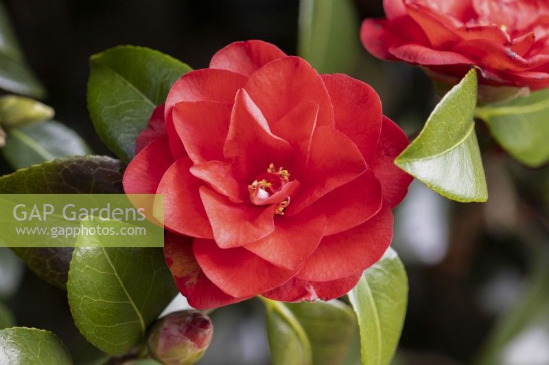 Camellia, Ace of Hearts. Flowers and foliage. Close up. Spring. May. 
